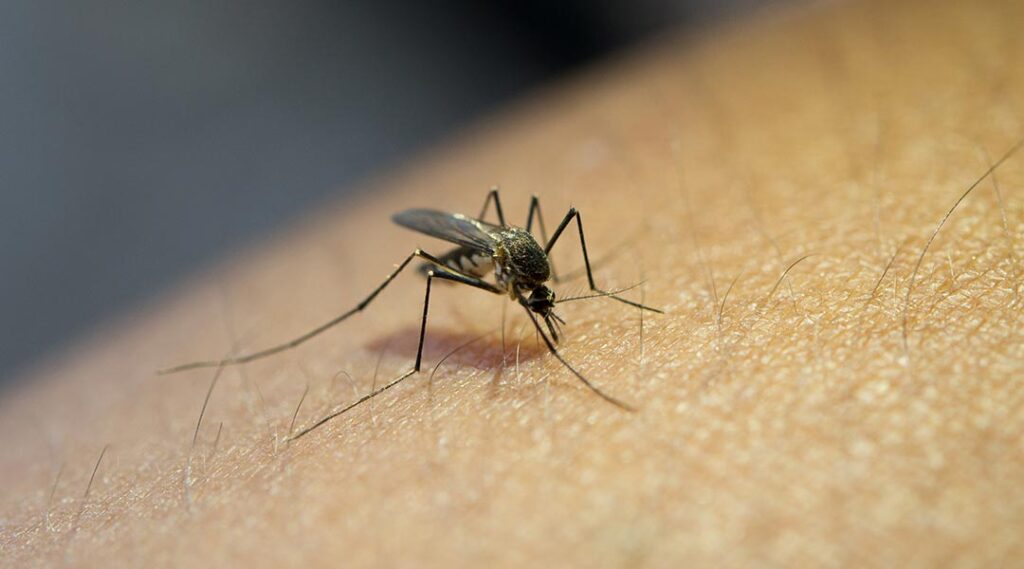 New Drug-Treated Nets May Stop Malaria in Mosquitoes