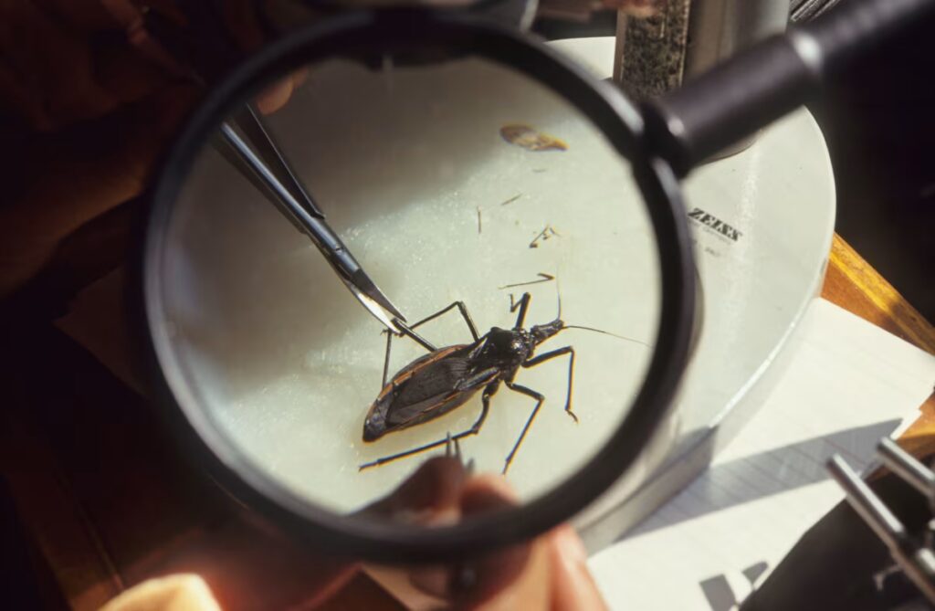 ‘Kissing Bug’ Disease in US: Why Chagas Is Spreading and Here to Stay