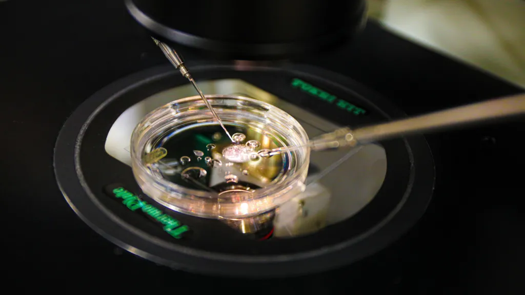Scientists Create Human Embryos From Skin Cells for the First Time