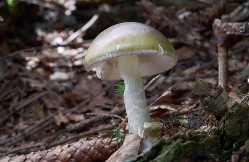 California wild mushroom warning issued after deadly poisoning